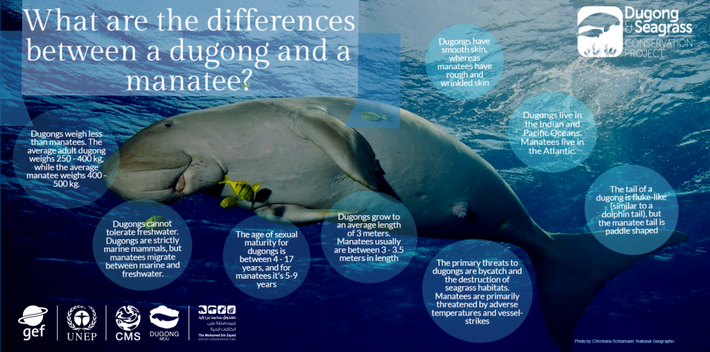 New infographics explain differences between (1) dugongs and manatees